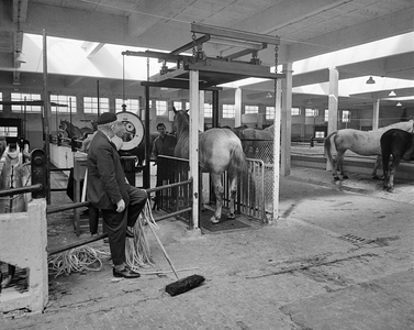 850383 Afbeelding van een paard dat gewogen wordt in de Veemarkthal (Croeselaan) te Utrecht, tijdens vermoedelijk de ...